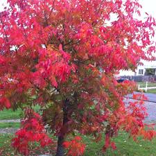 Autumn Colours In Daylesford Victoria Australia Victoria Australia Around The Worlds Travel Inspiration