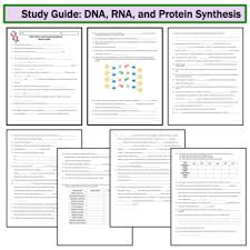 What are the four chemical bases? Dna Rna Protein Synthesis Study Guide Printable And Digital Distance Learning