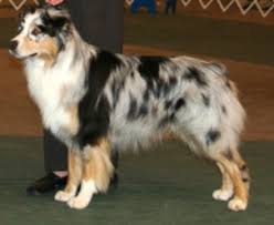 Aussie Heritage Maine Australian Shepherds Aussie Breeders New England Colorado 970 901 5105