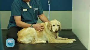 This can be prolonged with chemotherapy how long do dogs live with kidney cancer? Bone Cancer Osteosarcoma In Dogs Petmd