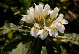 Image result for Hygrophila schulli