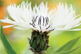 Image result for Centaurea praecox