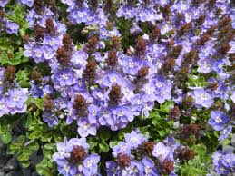 Crystal River Veronica