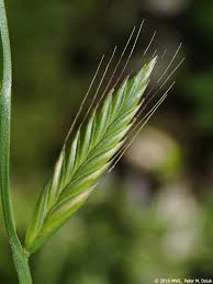 Image result for Lolium multiflorum