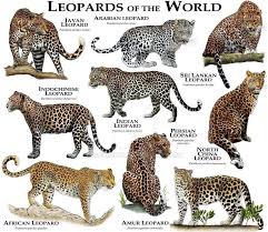 9 Species Of Leopard Found Around The World Contributed By Neeraj Bantia With Wild Cats Animals Wild Animals
