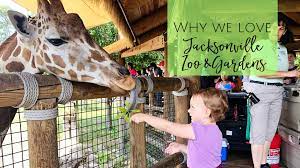 Jacksonville is home to the jacksonville jazz festival, jacksonville art walk, jacksonville zoo and gardens, cummer museum of arts & gardens, and the catty shack ranch wildlife sanctuary. The Jacksonville Zoo 7 Things We Love Jacksonville Beach Moms