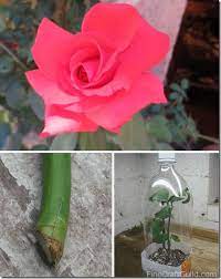 How To Grow Roots On Roses In Your Bouquet Create A Beautiful Garden Of Bloom Http Www Finecraftguild Com Rooting Roses Growing Roses Propagating Plants