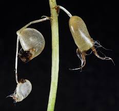 Image result for Utricularia reflexa