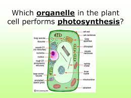 You've already learned a little bit about photosynthesis thanks to our study of plant cells. What Kind Of Cells Perform Photosynthesis