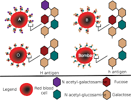 pin on blood banking immunohematology