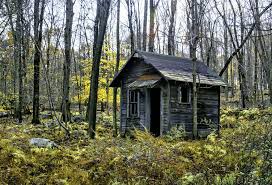 Shack In Woods Google Search Cabane