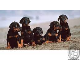 Doberman Puppies For Sale In Mumbai Maharashtra India In Pet Animals And Accessorie Doberman Pinscher Puppy Doberman Puppies For Sale White Doberman Pinscher