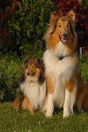 A great collection of puppies smiling to brighten your day!. Sheltie Nation Top 10 Reasons To Love The Shetland Sheepdog Sheltie Nation