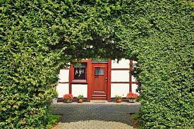 Dieser pflanzen aufkleber macht jedes fenster zu etwas besonderem. Sichtschutz Fur Den Garten Diese Pflanzen Eignen Sich Dafur Senioren Online In Osterreich