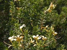 Image result for Barleria holubii