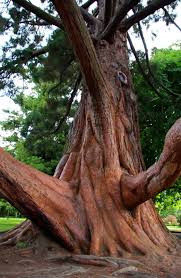 Canadian Contemporary Artist Terrill Welch Old Trees Tree Nature Tree