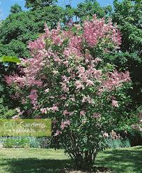 Image result for Syringa prestoniae