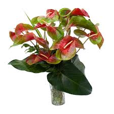 Check spelling or type a new query. Red And Green Obake Anthurium Hawaiian Flowers Hawaiian Flowers Tropical Flowers Deliver Anywhere In Usa Fresh Hawaiian Tropical Flowers Delivery