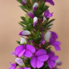 Image result for Muraltia