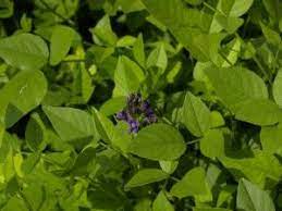 Mountain Pea Plant Ground Cover Plants Plants Ground Cover Plants Shade