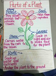 Parts Of A Plant Anchor Chart Teaching Plants Plants Anchor Charts Plant Life Cycle