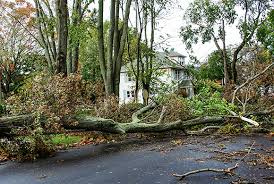 Get our fantastreec merch for free! Winsco Land Clearing Llc Tree Removal And Land Clearing In South Carolina
