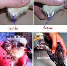 Cara Membedakan Kelamin Anak Ayam 0 30 Hari Ayam Bangkok Aduan Ayam Ayam Betina Ternak Ayam