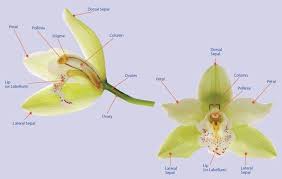 Orchid Anatomy Jpg 791 503 Orchids Planting Flowers Evergreen Plants