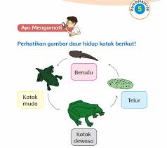 Check spelling or type a new query. Kunci Jawaban Tema 1 Kelas 3 Halaman 132 133 134 135 Subtema 3 Pertumbuhan Hewan Pembelajaran