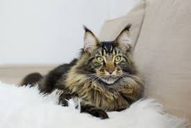 Explore all the cat breeds that don't shed much below to find the right kitty for you. 10 Long Haired Cats Maine Coon Norwegian Forest And More