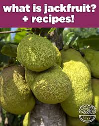 The jackfruit (artocarpus heterophyllus), also known as jack tree, is a species of tree in the fig, mulberry, and breadfruit family (). What Is Jackfruit 9 Vegan Jackfruit Recipes Mind Over Munch
