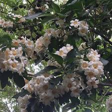 Image result for Rothmannia globosa