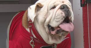 I don't remember which one this was. A Dog S Life Meet University Of Georgia Mascot Uga Cbs News