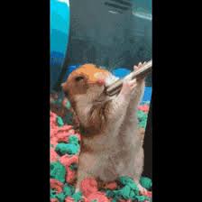 By shift3r · 1 post. Top 30 Hamster Memes Gifs Find The Best Gif On Gfycat