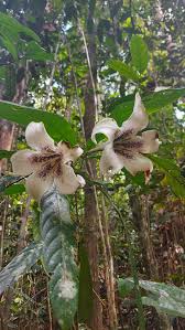Image result for Rothmannia longiflora