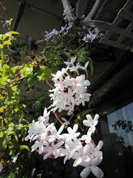 ハゴロモジャスミン ベランダ天井まで満開になるツル性の白花 常緑 半日蔭ok l o h a s y 天然生活 天然素材に ハマってます ハゴロモジャスミン ツル植物 白 花