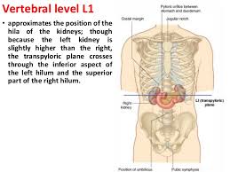 Anatomy Of The Abdomen 2