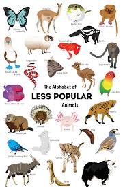 Advertisement advertisement pets make wonderful companions. The Alphabet Of Less Popular Animals On Behance