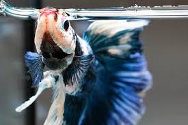 Betta, or siamese fighting fish, are one of the most popular tropical fish to keep as pets for good reason. 11 Betta Fish Facts 9 Will Surprise You Zenaquaria