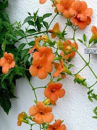 Check spelling or type a new query. Chinese Trumpet Vine Campsis Grandiflora