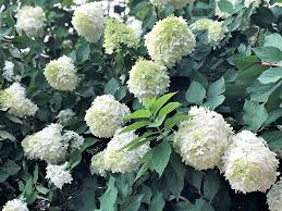 It hasn't turned brown or wilted the leaves, but i've noticed that my hydrangea. Helpful Hydrangea Tips The Dirt Blog Stauffers Of Kissel Hill