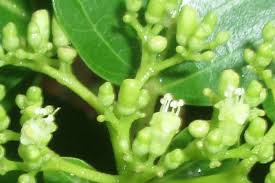 Image result for Premna senensis