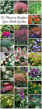 25 Plants To Brighten Your Shade Garden Plantes D Ombre De Jardin Jardin Ombrage Jardin D Ombre