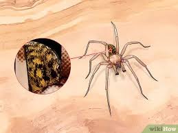 Any spider bite can cause a reaction, ranging from. How To Identify The Most Common North American Spider Species