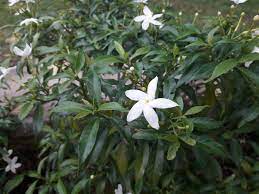 Maybe you would like to learn more about one of these? Identify Malaysian Shrub With Five Petaled White Flowers And Waxy Lanceolate Leaves Gardening Landscaping Stack Exchange