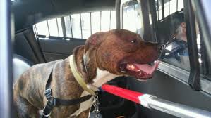) un chien la tête coincée dans le canapé c'est plutôt le reste du corps qui est coincé, non? Le Chien Qui A Mordu Des Enfants A Montreal Nord S Etait Deja Montre Agressif Radio Canada Ca