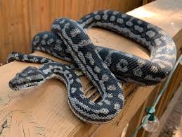 Morelia spilota, commonly referred to as the carpet python or diamond python, is a large snake of the family pythonidae found in australia, new guinea (indonesia and papua new guinea), bismarck archipelago, and the northern solomon islands. Inland Murray Darling Carpet Pythons Featuring Merlin Youtube