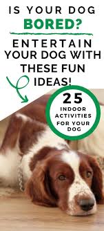 25 Fun Indoor Activities For Dogs Tutor Your Dog In 2020 Dog Enrichment Dog Entertainment Dog Activities