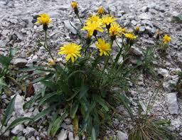 Image result for Crepis newii