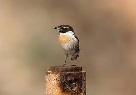 1.867 häuser und wohnungen zum kauf in fuerteventura, spanien, ab 36.000 euro. Tarabilla Canaria Seo Birdlife
